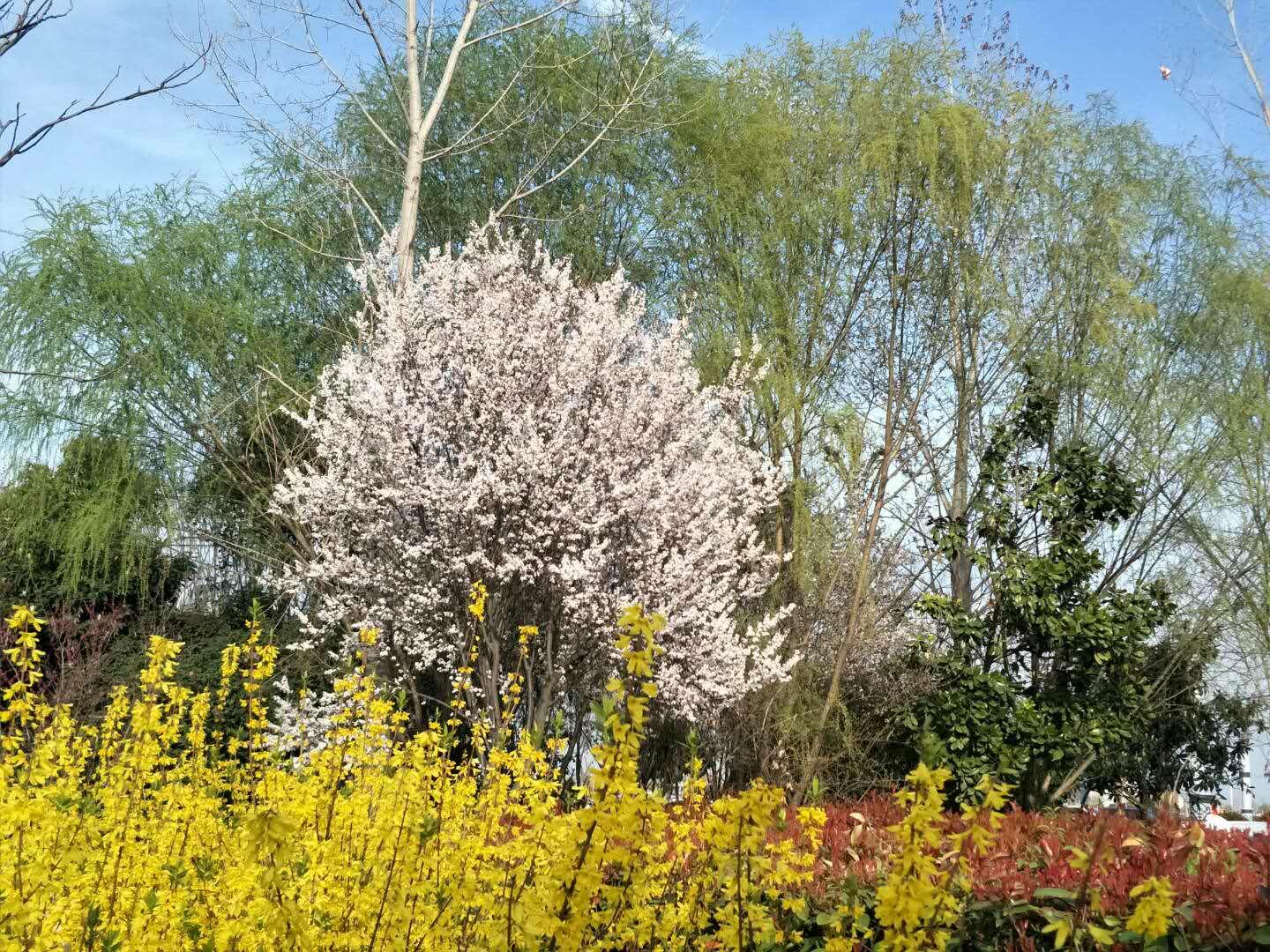 春天里，我們一起來看花