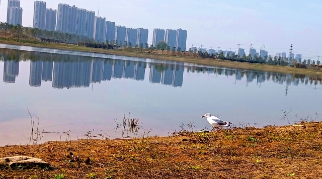 打造水生態(tài)城市，讓周口更宜居