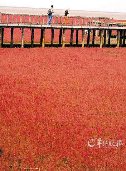 遼寧盤錦紅海灘，面積達(dá)9萬畝