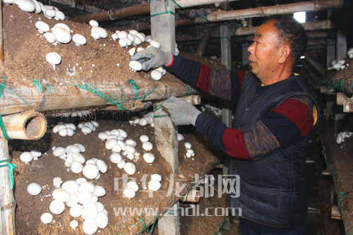 周口項(xiàng)城：食用菌種植基地內(nèi)，工人正在查看雙孢菇長(zhǎng)勢(shì)